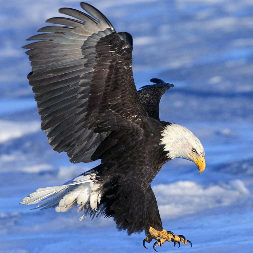 bald-eagle-5a37f34dbeba330037d170ef
